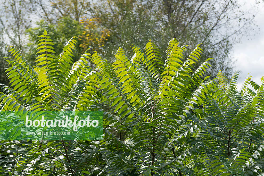 675344 - Sumac de Virginie (Rhus hirta syn. Rhus typhina)