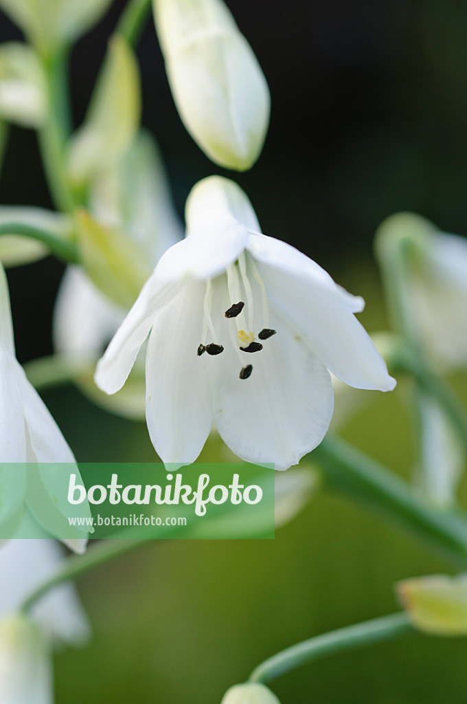 488014 - Summer hyacinth (Galtonia candicans)