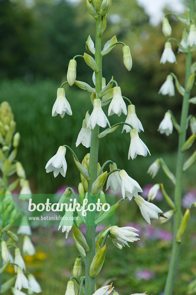 510171 - Summer hyacinth (Galtonia candicans)