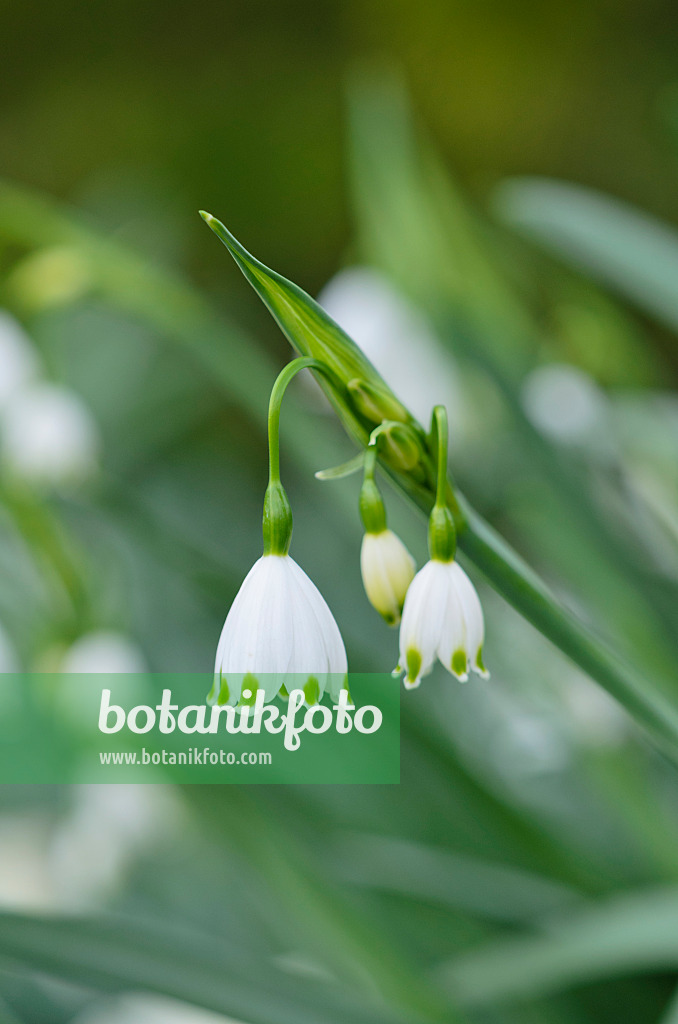 531046 - Summer snowflake (Leucojum aestivum 'Gravetye Giant')