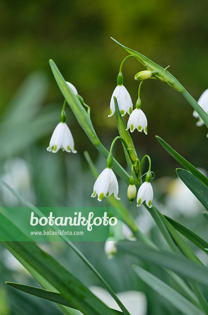 531047 - Summer snowflake (Leucojum aestivum 'Gravetye Giant')