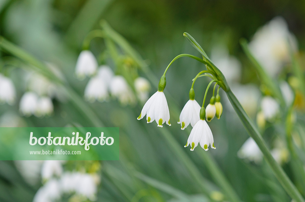 531062 - Summer snowflake (Leucojum aestivum 'Gravetye Giant')