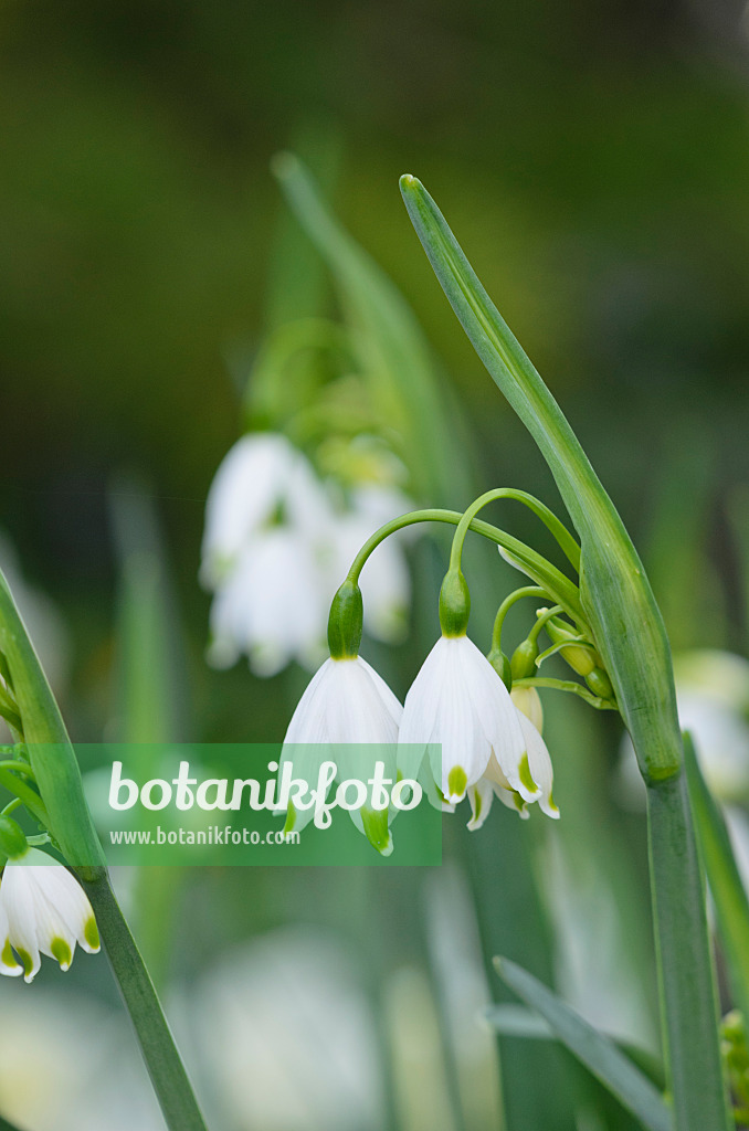 531063 - Summer snowflake (Leucojum aestivum 'Gravetye Giant')