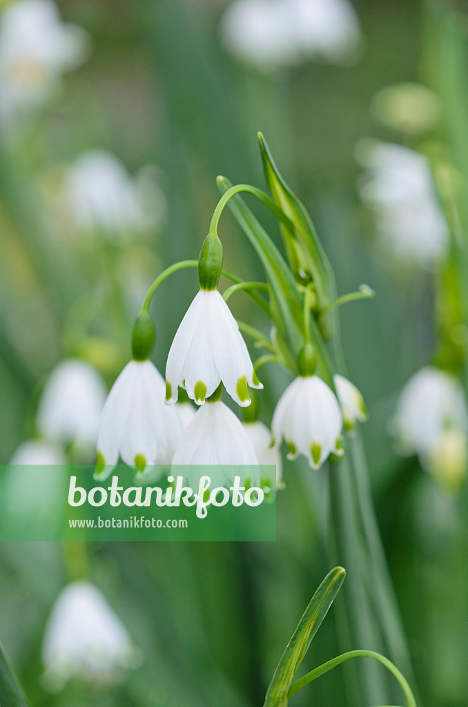 531064 - Summer snowflake (Leucojum aestivum 'Gravetye Giant')
