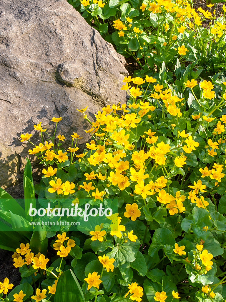 437112 - Sumpfdotterblume (Caltha palustris)
