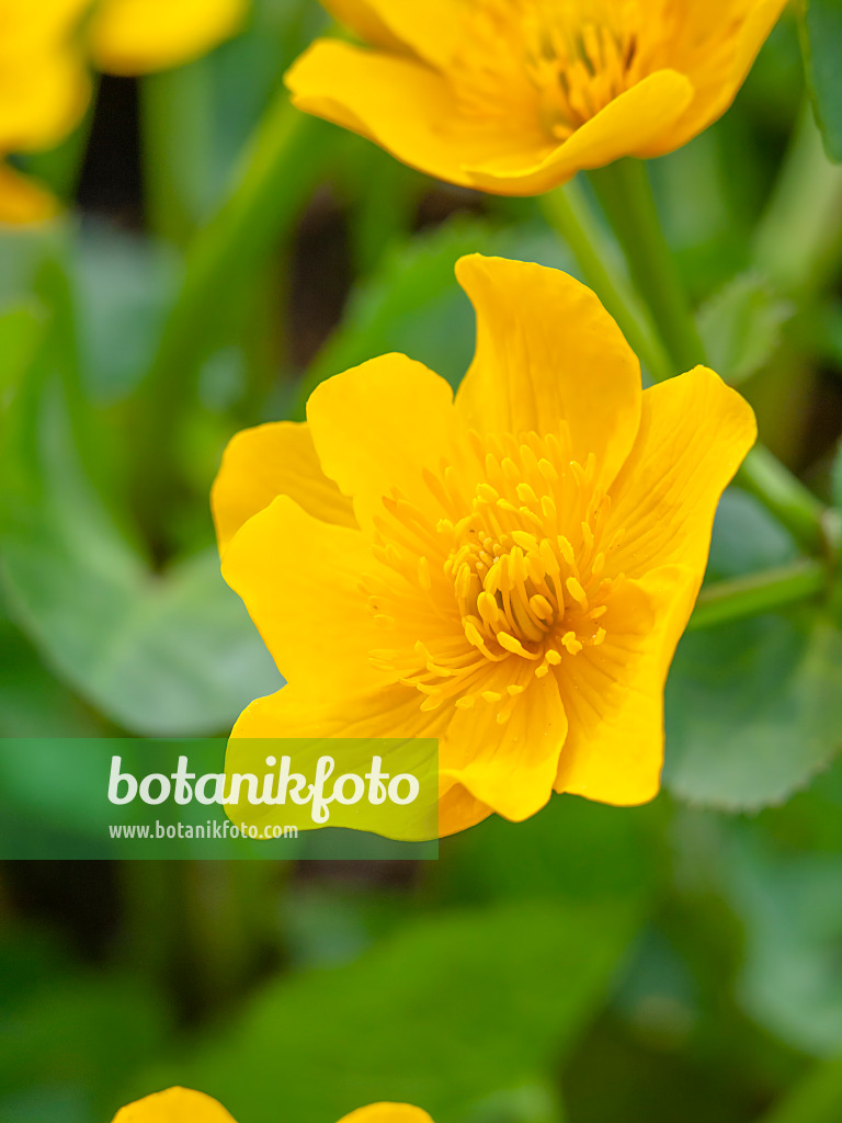 460040 - Sumpfdotterblume (Caltha palustris)