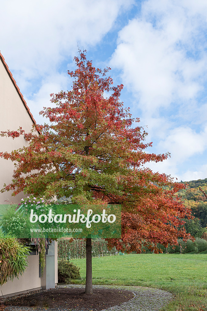 651464 - Sumpfeiche (Quercus palustris)