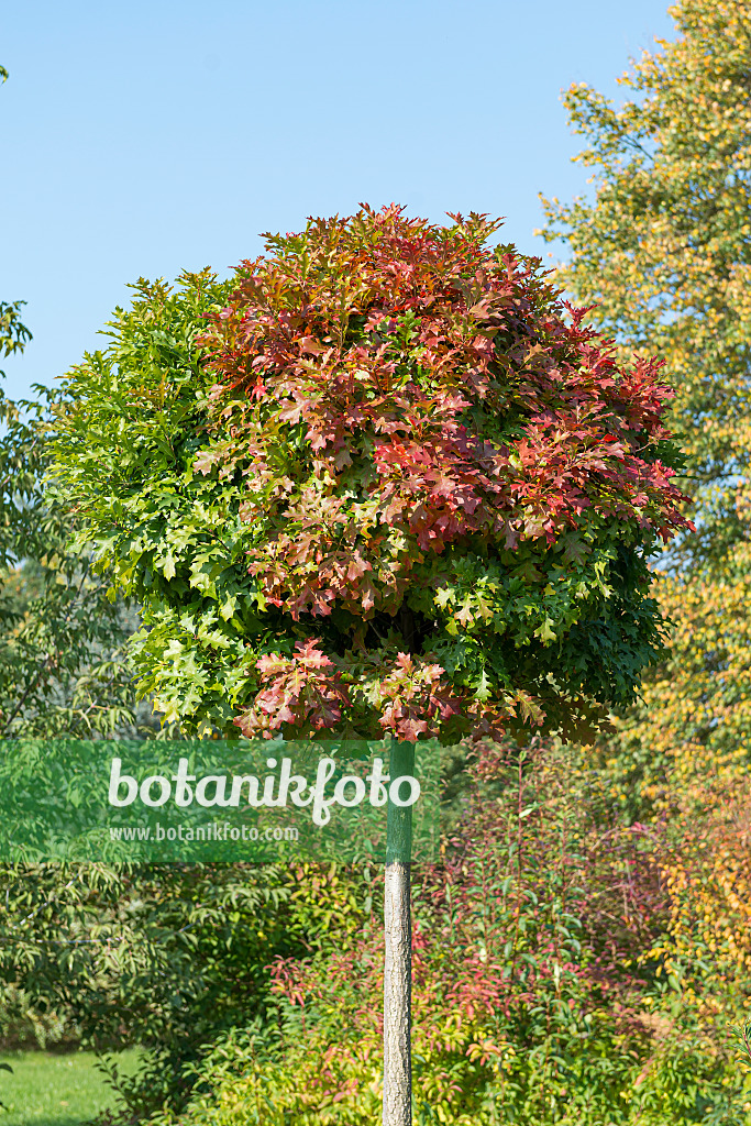 651462 - Sumpfeiche (Quercus palustris 'Green Dwarf')