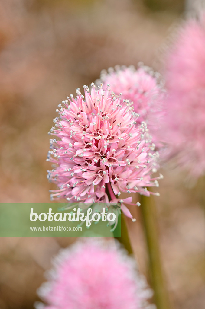 556015 - Sumpfscheinnelke (Helonias bullata)