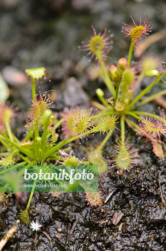 547364 - Sundew (Drosera)