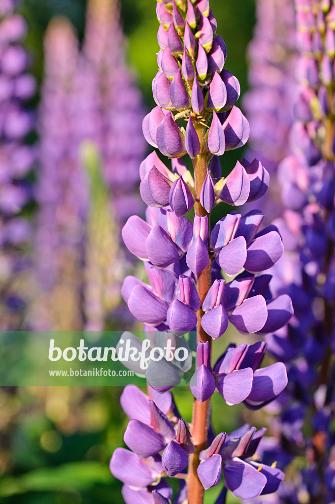 472296 - Sundial lupin (Lupinus perennis)