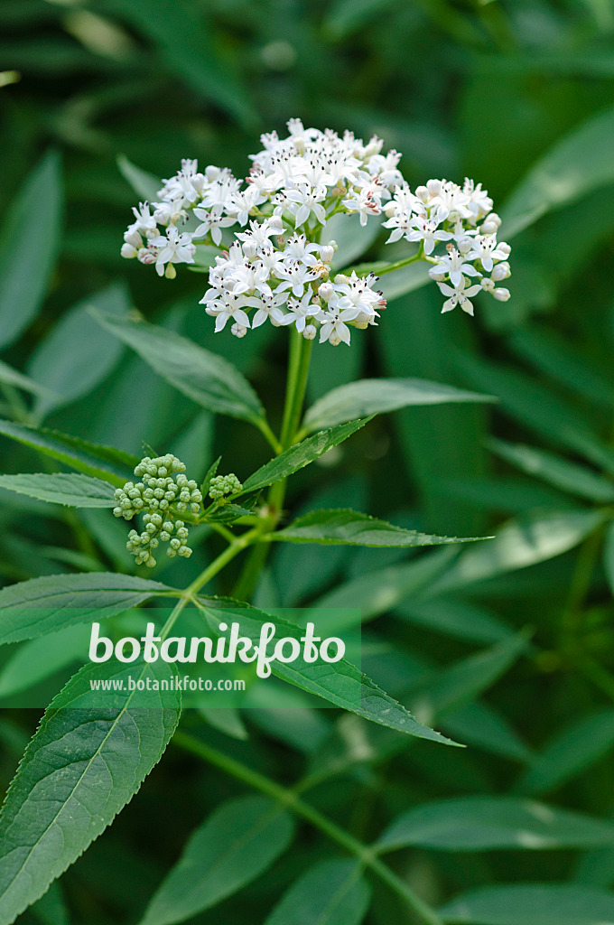 475001 - Sureau hièble (Sambucus ebulus)