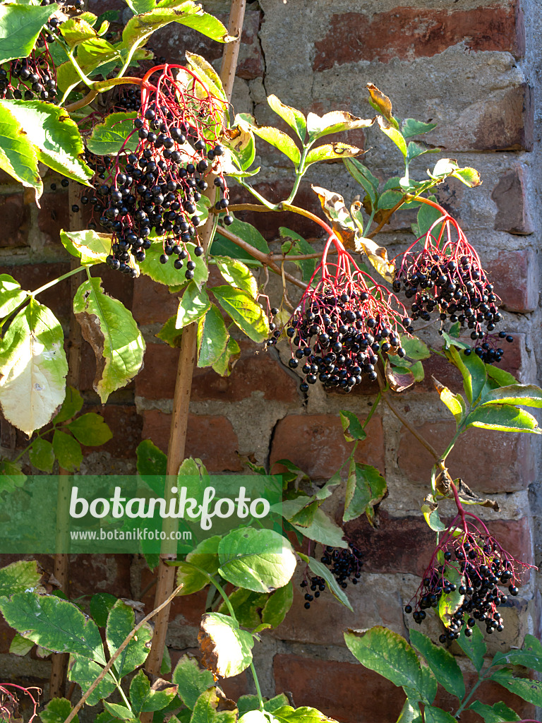477128 - Sureau noir (Sambucus nigra)