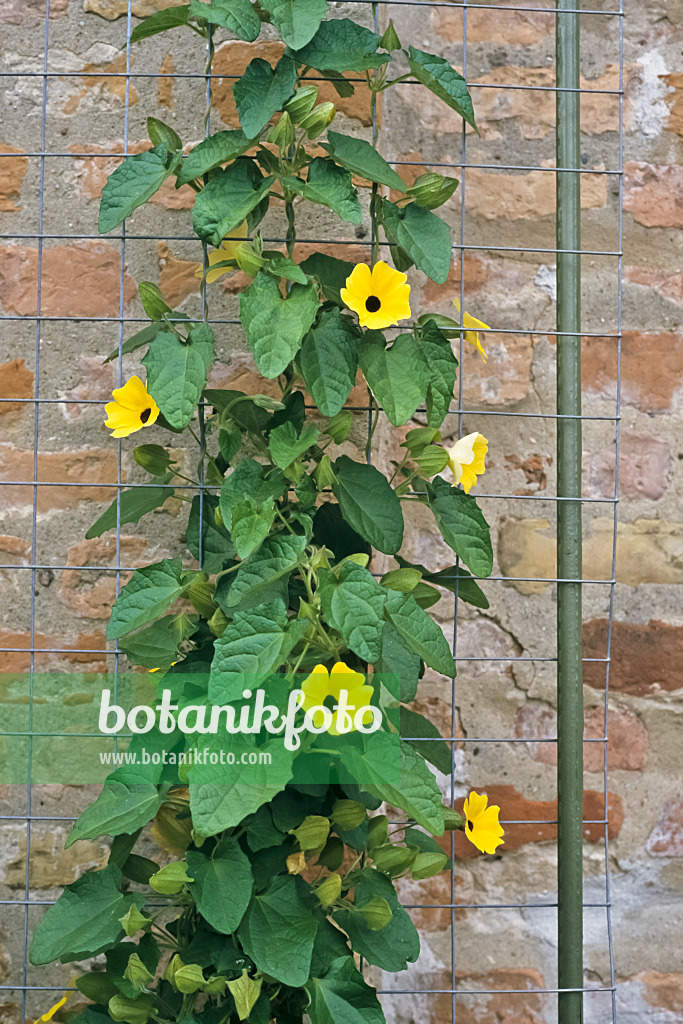 367025 - Suzanne aux yeux noirs (Thunbergia alata)
