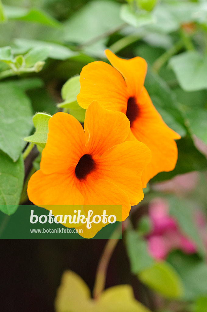 472033 - Suzanne aux yeux noirs (Thunbergia alata)