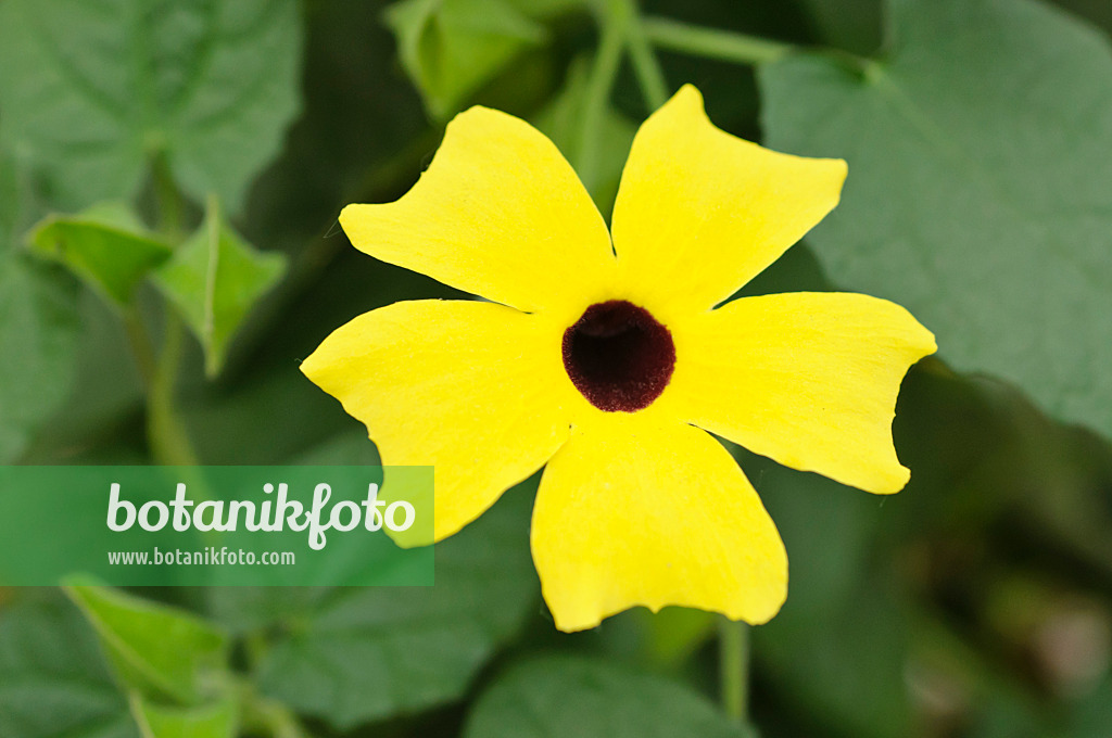 472034 - Suzanne aux yeux noirs (Thunbergia alata)
