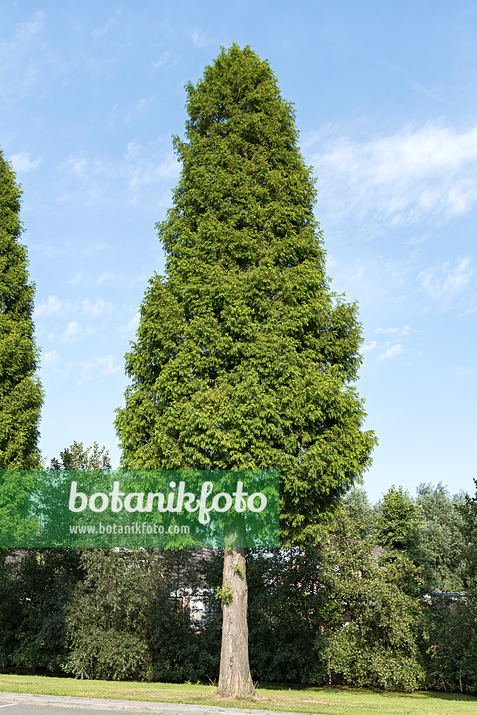 651547 - Swamp cypress (Taxodium distichum)