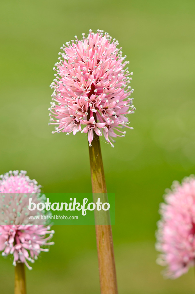 556016 - Swamp pink (Helonias bullata)