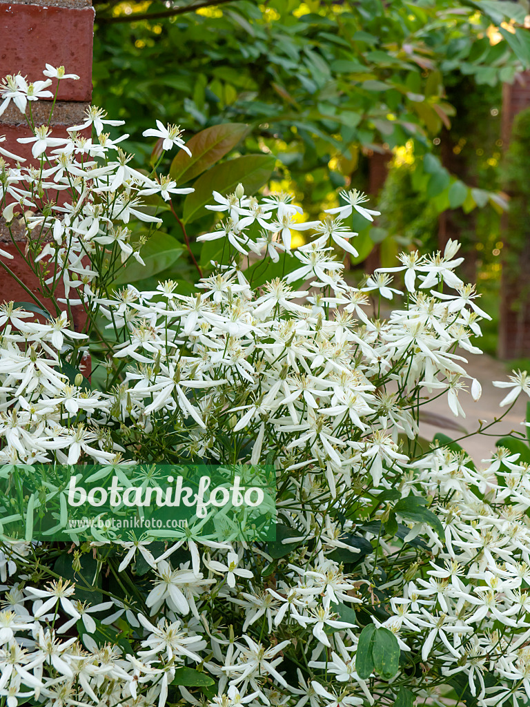 461149 - Sweet autumn clematis (Clematis terniflora var. mandshurica)