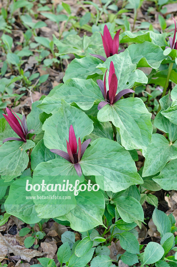 471138 - Sweet Betsy (Trillium cuneatum)