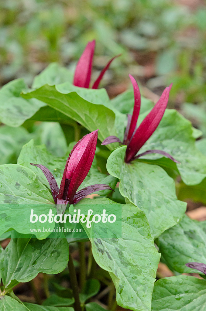 519152 - Sweet Betsy (Trillium cuneatum)