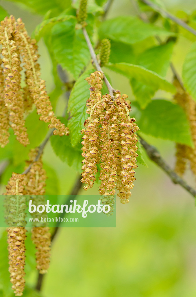 544018 - Sweet birch (Betula lenta)