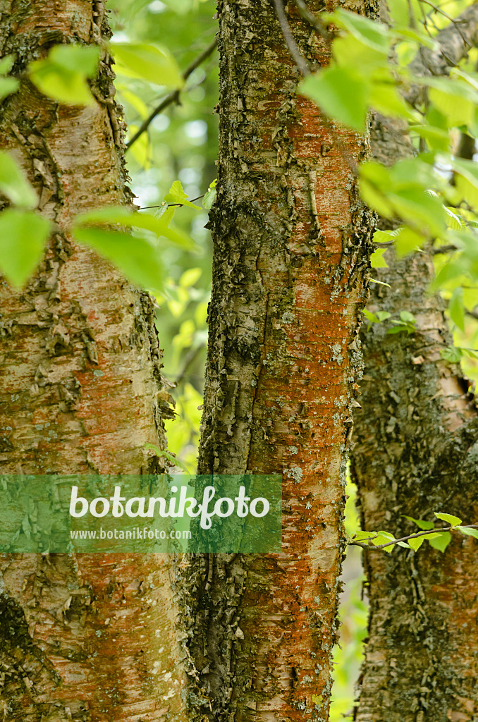 544019 - Sweet birch (Betula lenta)