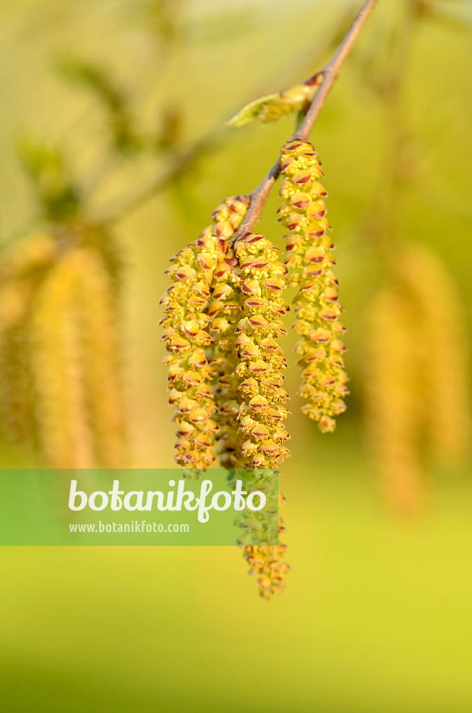 555064 - Sweet birch (Betula lenta)