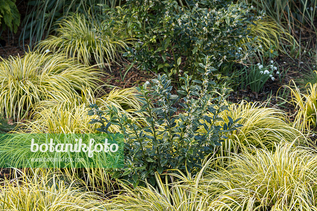 651516 - Sweet box (Sarcococca confusa)
