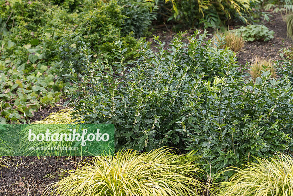 675368 - Sweet box (Sarcococca confusa)