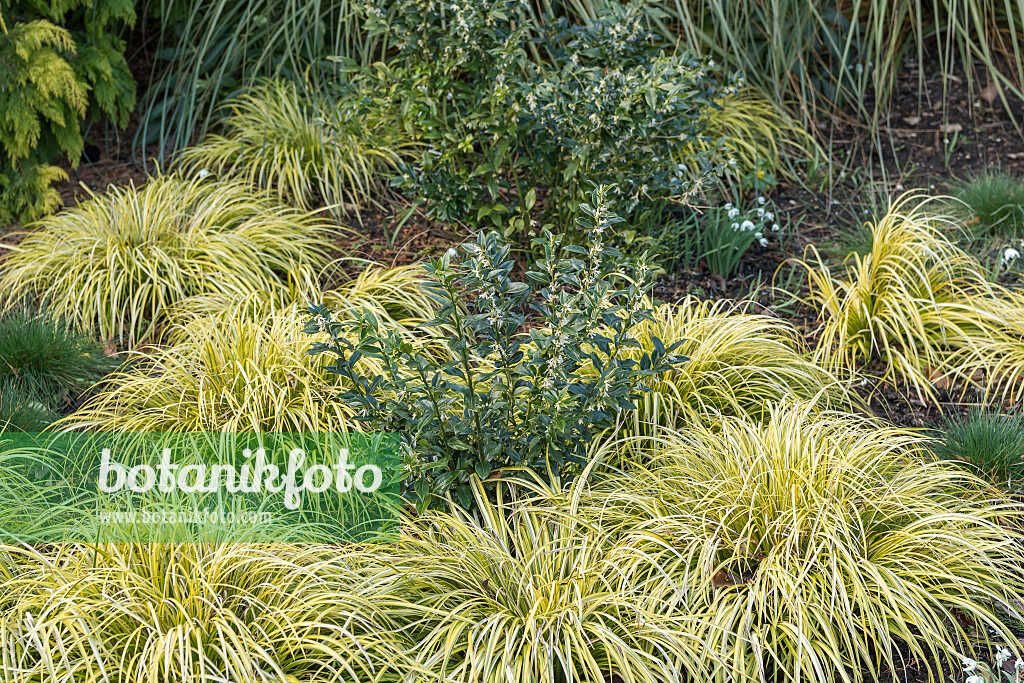 675369 - Sweet box (Sarcococca confusa)