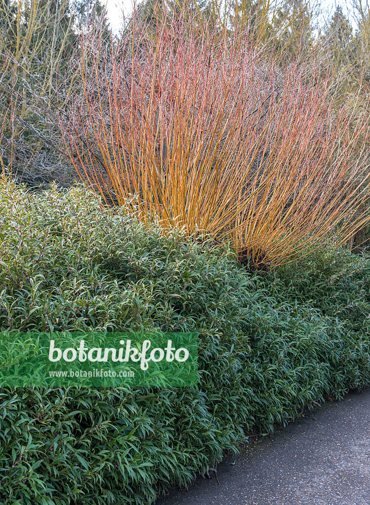 675371 - Sweet box (Sarcococca hookeriana)