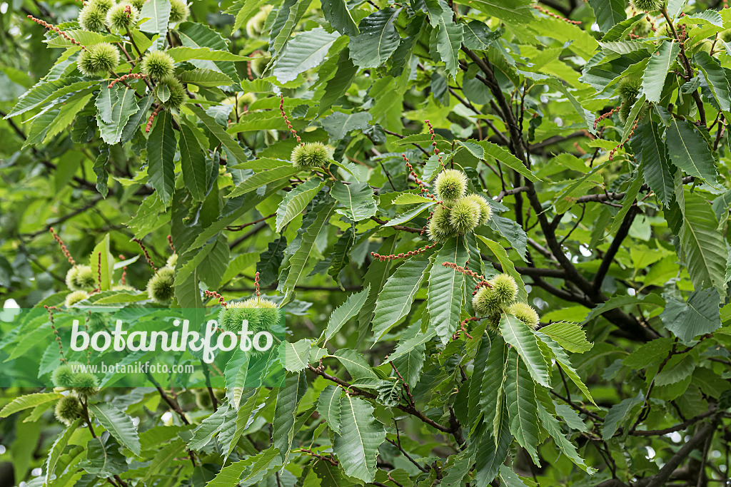 651152 - Sweet chestnut (Castanea sativa)