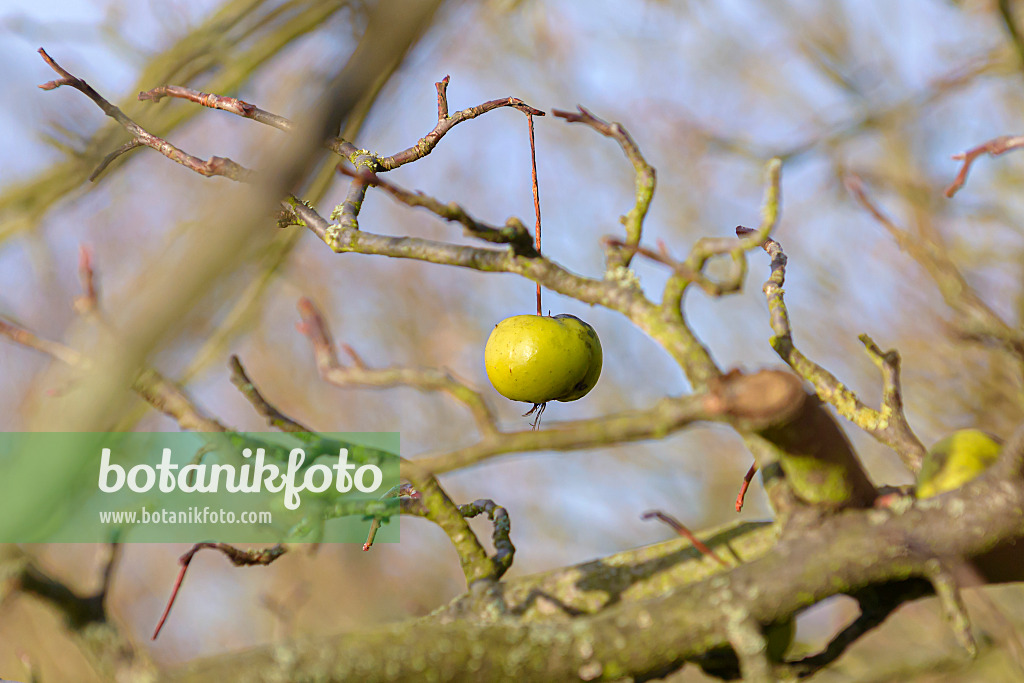 607157 - Sweet crab apple (Malus coronaria 'Nieuwlandiana')