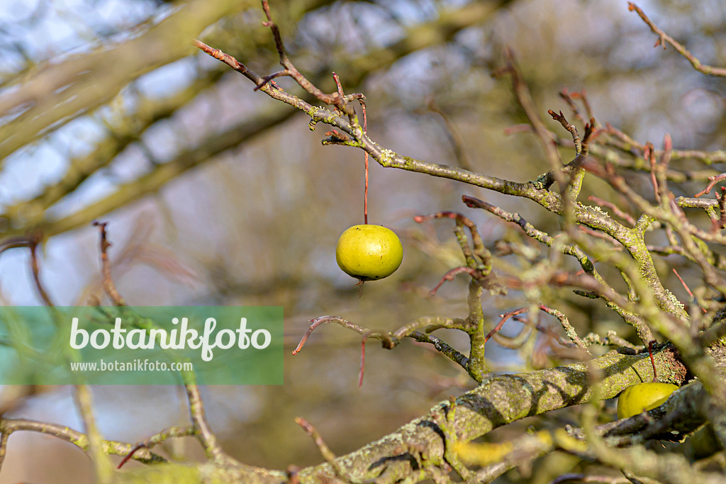 607158 - Sweet crab apple (Malus coronaria 'Nieuwlandiana')