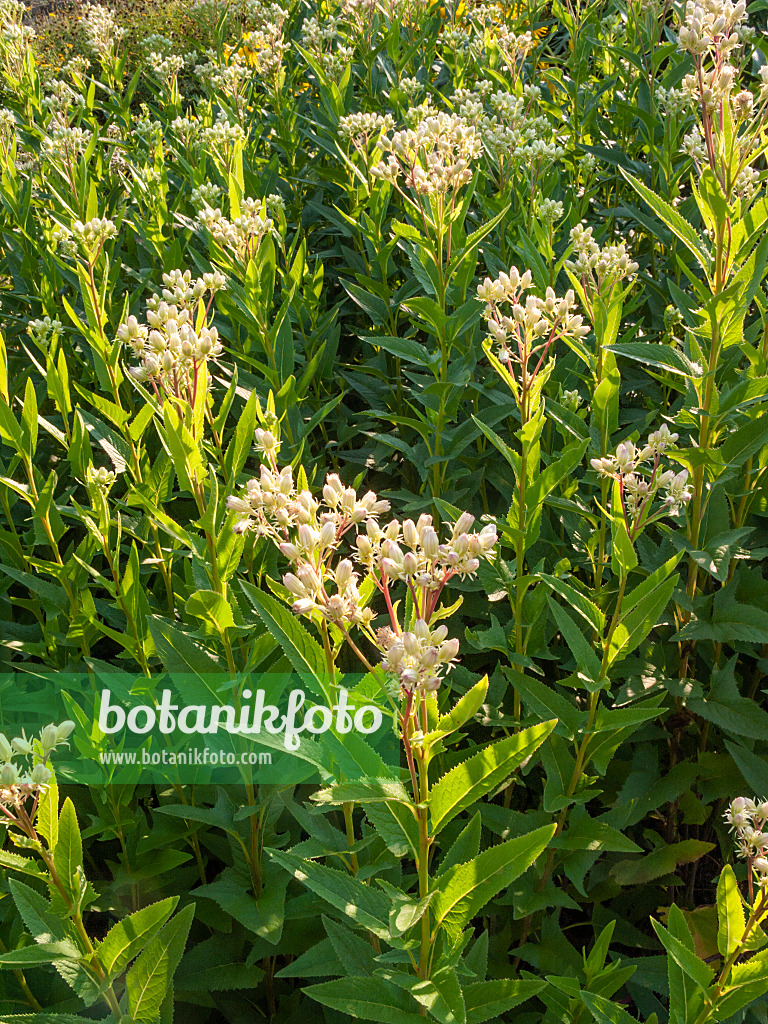 403094 - Sweet Indian plantain (Cacalia suaveolens)