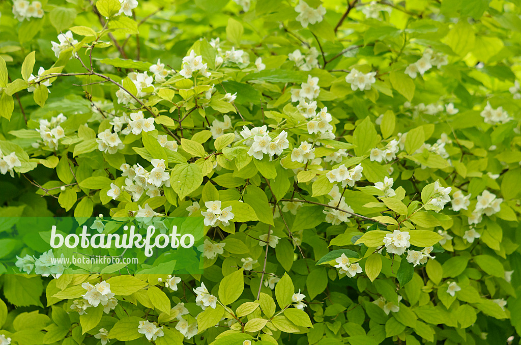 533468 - Sweet mock orange (Philadelphus coronarius 'Aureus')