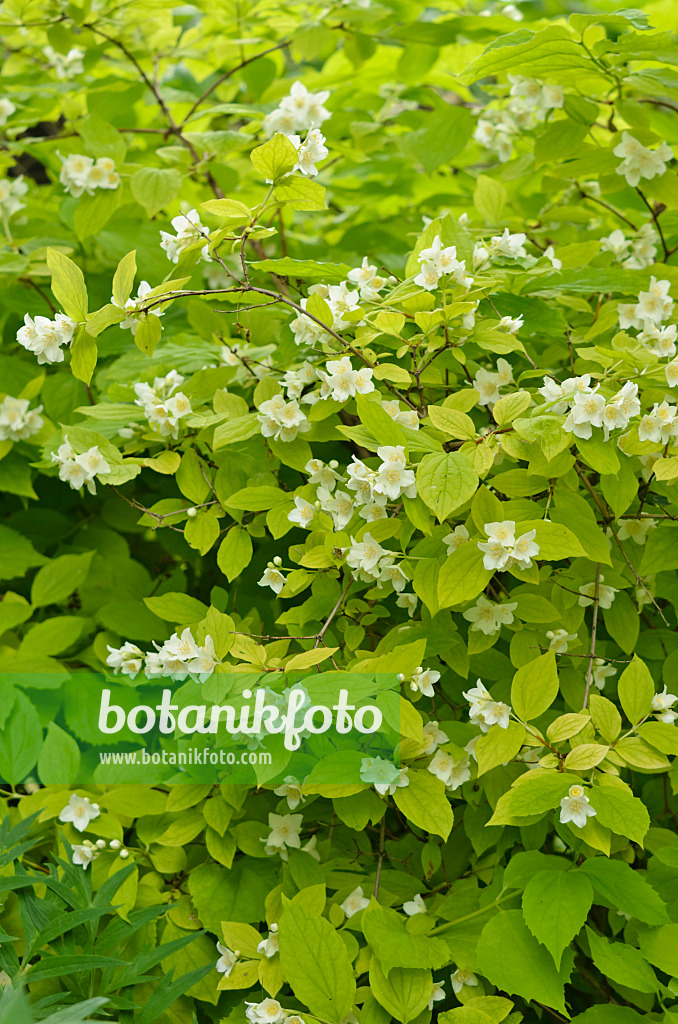 533469 - Sweet mock orange (Philadelphus coronarius 'Aureus')