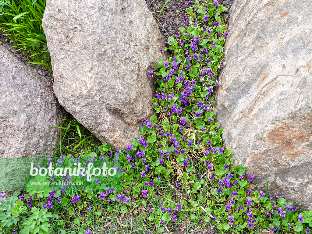 483057 - Sweet violet (Viola odorata)