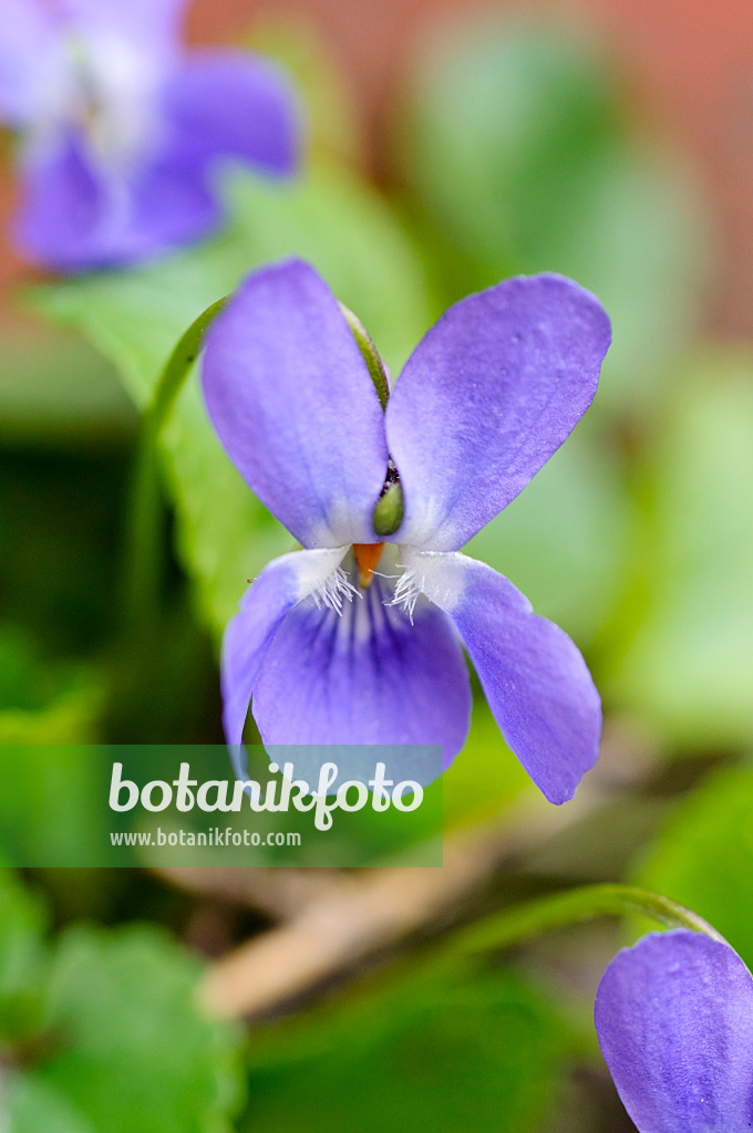 483096 - Sweet violet (Viola odorata)