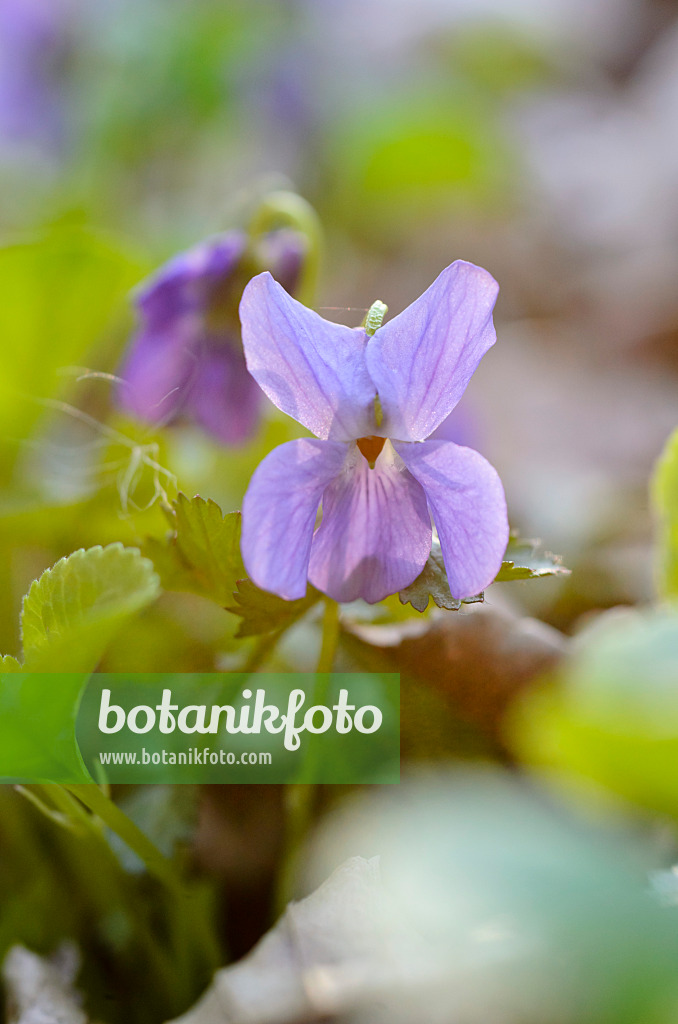 506066 - Sweet violet (Viola odorata)