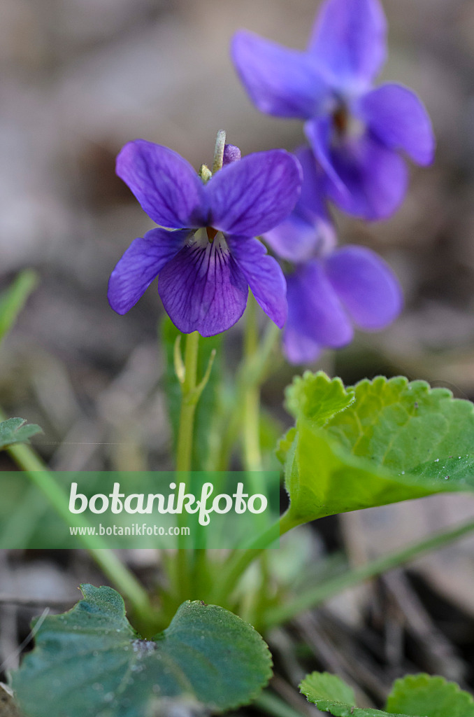 506067 - Sweet violet (Viola odorata)