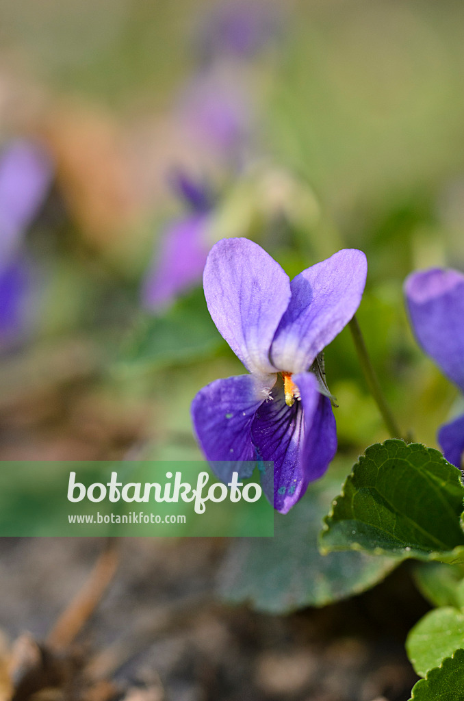 506081 - Sweet violet (Viola odorata)