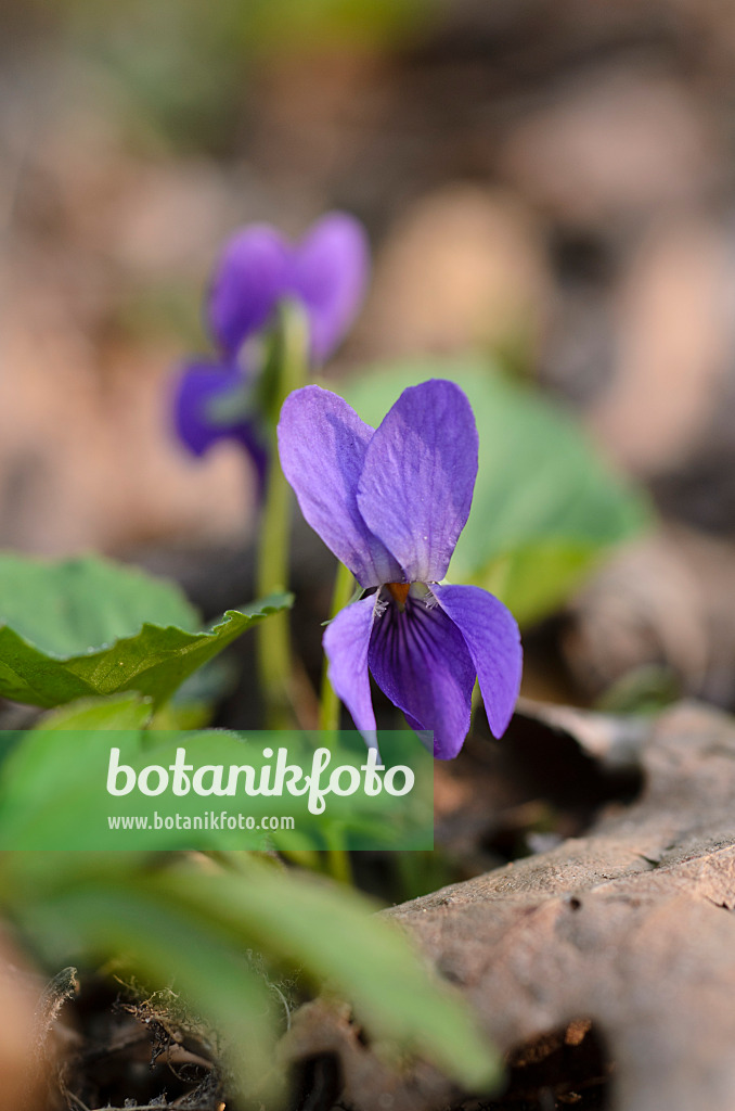 506082 - Sweet violet (Viola odorata)