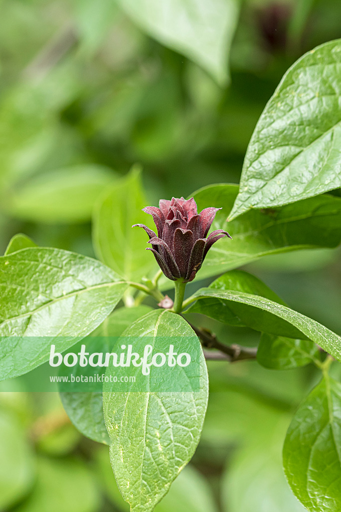 651133 - Sweetshrub (Calycanthus floridus)