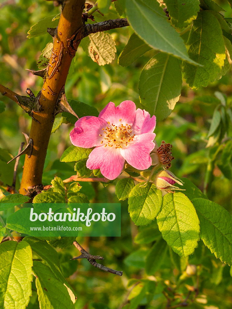 402038 - Sweginzow's rose (Rosa sweginzowii)