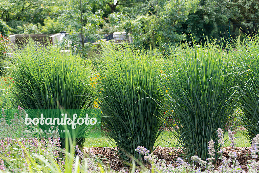 651419 - Switch grass (Panicum virgatum 'Cloud Nine')