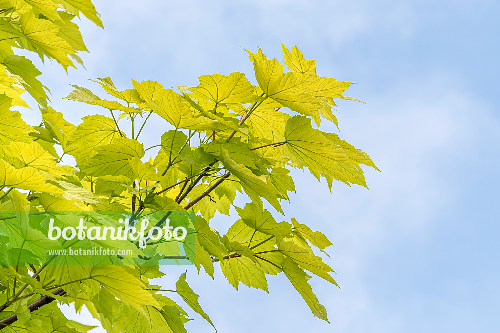 638016 - Sycamore maple (Acer pseudoplatanus 'Worley')