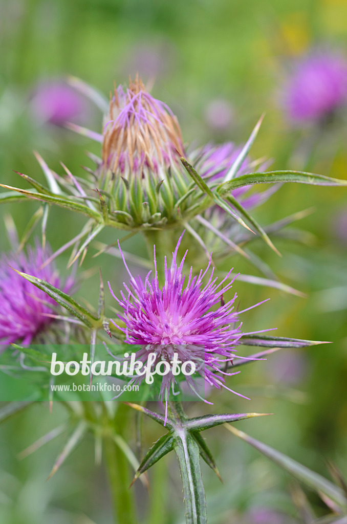 498197 - Syrian thistle (Notobasis syriaca)