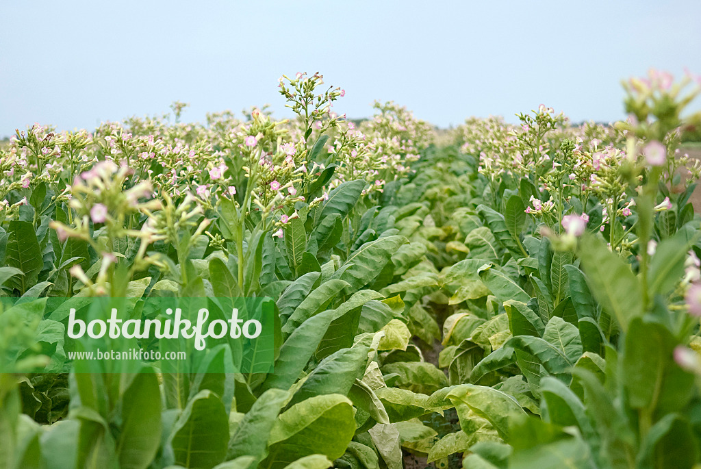 490102 - Tabac de Virginie (Nicotiana tabacum)